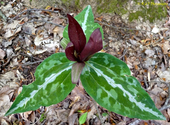 {Trillium decipiens}